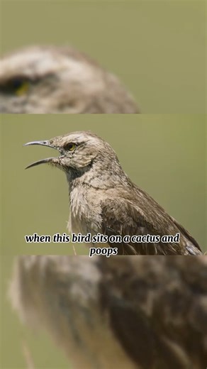 This Mockingbird Is a Criminal😱