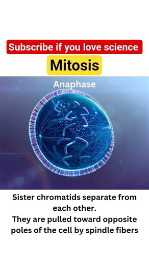 How mitosis takes place