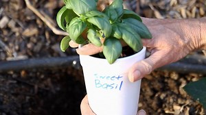 These are the gardening tips everyone needs to try right now! | DIY with Hometalk