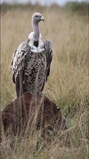 The bird that flies higher than a plane #vulture #animals #curiosities