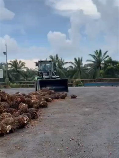 The XC938-EV, as a pure electric wheel loader, demonstrates outstanding operational stability during continuous work. The operating environment in palm plantations is particularly challenging, with narrow and winding roads within the plantation. The working area ground is mostly wet red soil and gravel, especially during the rainy season, where mud and waterlogging are severe, placing higher demands on the loader's maneuverability and passing ability. The XC938-EV perfectly meets the requirement
