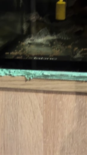 #l236 #l236superwhite #aquarium #pet #pleco