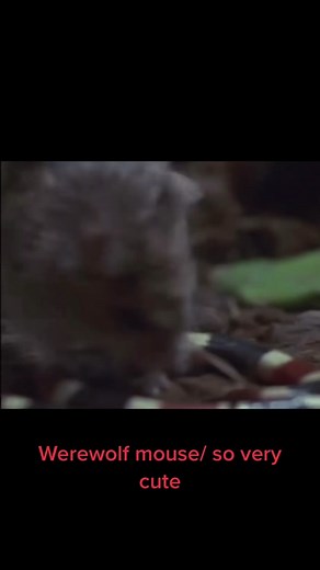 Adorable Werewolf Mouse: A Tiny Rodent that Hunts and Howls