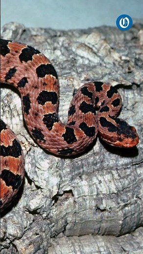 Charlotte has rattlesnakes. Learn where they hide & how to identify them