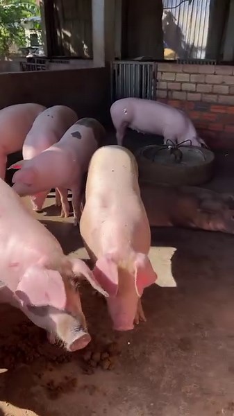494K views · 3.8K reactions | Clean pig shelter #pig #farming #pigs #farm #piggy #farmlife #pigsofinstagram #agriculture #piglet #farmer #minipig #organic #piggies #nature #oink #johndeere #petpig #love #pigstagram #photography #guineapig #garden #guineapigs #farmersmarket #micropig #dairy #guinea #tractor #piglets #gardeningtips | Pig Videos | Facebook