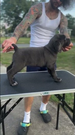 True skill #dogbreed #canecorso #breeding #stacking #mastiff #Show #upstatecanecorso #adoptdontshop