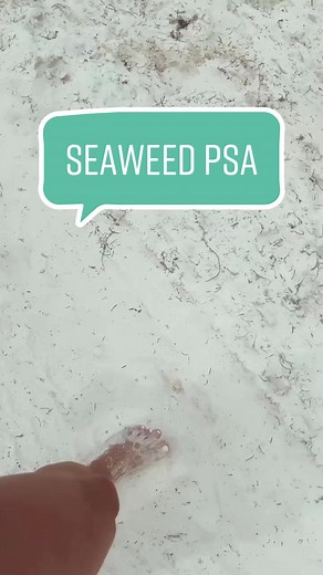 Seaweed Season is a REAL thing. #intothethickofit #cancunvacation #tropicalvibes #destinationideas #travelideas #traveltips #mexicogetaway