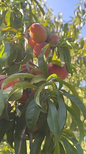 474K views · 12K reactions | Almond Extract isn’t made from almonds. #almondextract #handmadeholiday #handmadegifts #extract | The Zen Hen and The Honey Bee Farm | Facebook