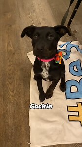 Puppy Rescue on Reels