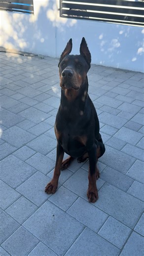 Discover the Strength and Grace of Doberman Pinschers