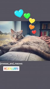 Cat Adoption Team on Reels