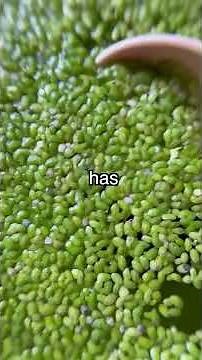 How I Accidentally Killed my Duckweed 🪦