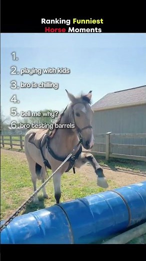 Ranking Funniest Horse Moments 😂 #horse #funny #compilation
