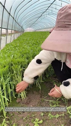 Clean Tunnel Harvest of Leafy Greens Into Uniform Bunches