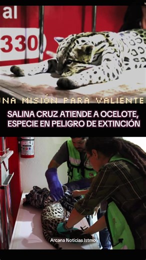 🐅 SALINA CRUZ ATIENDE A OCELOTE, ESPECIE EN PELIGRO DE EXTINCIÓN En un hecho que habla de compromiso ambiental y responsabilidad institucional, el Gobierno Municipal de Salina Cruz, encabezado por el arquitecto Daniel Méndez Sosa, brindó atención médica especializada a un ocelote (Leopardus pardalis), felino silvestre catalogado en México como especie en Peligro de Extinción (P), de acuerdo con la NOM-059-SEMARNAT-2010. El ejemplar —un macho adulto de 12.6 kilogramos y 1.20 metros de longitud t