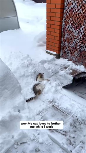 83K views · 1.5K reactions | My cat is interrupting my work.#funnycats #funnyanimals #petvideos #c... | Bella Green | Facebook
