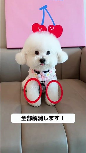 欲しい人は「欲しい！」ってコメントして👇 夏のお散歩に超便利な犬用ハーネス！たった 3 秒でパパッと装着完了、すぐにお出かけできちゃうんです！#犬 #ハーネス #ハーネスとリード #可愛い #犬のい