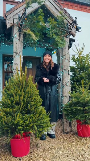 Looking for a beautiful, long-lasting Christmas tree? 🌲 Today you're in luck! Switch to We Tree Kings for a real, healthy, pot-grown tree that you can enjoy throughout the season and plant afterwards! They are the ultimate sustainable Christmas choice. ✅ Real Pot Grown Trees (Stays fresher for longer!) ✅ Over 800 Five-Star Reviews 🌟🌟🌟🌟🌟 ✅ Free Home Delivery Straight to your door ✅ 6 Foot Selection Available for a stunning centrepiece ✅ Perfectly Healthy & Rooted ✅ Sustainably Grown & Repla