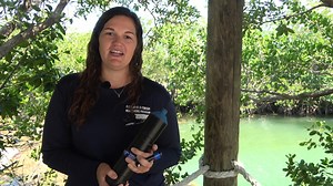 Western Dry Rocks – Tagging and Telemetry In the Florida Keys, our Finfish Research Team is using underwater listening devices across the ocean floor to monitor how fish populations change over time in response to the Western Dry Rocks Spatial Closure. How do they work? Throughout the spatial closure, we’ve been surgically implanting special acoustic tags in the bellies of fish. Once the tagged fish are released, our listening devices begin to pick up their signals as they swim by our equipment,