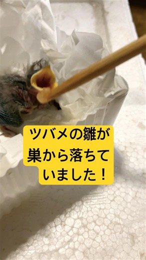 ツバメの雛の保護！#ツバメの雛 #ツバメの保護#ツバメの落下