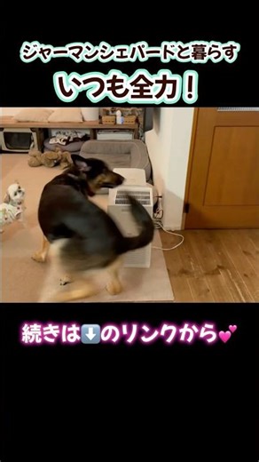 【全力シェパード】 #germanshepherd #大型犬のいる生活 #ジャーマンシェパード #癒し #癒し犬
