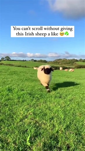 Adorable Irish Sheep Video: Must-See Animal Content!