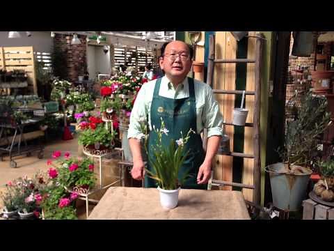 シャガの育て方・日常管理