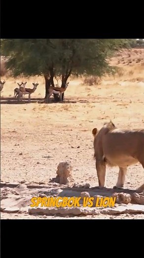 Springbok vs Lion! Who will win?