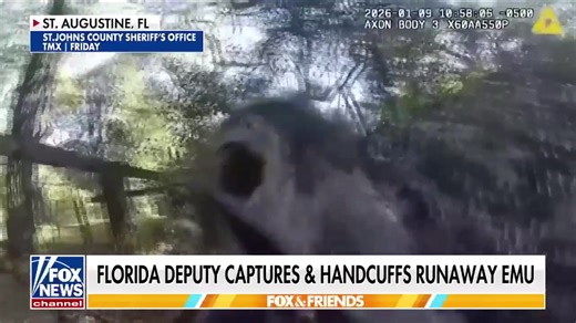 GREAT ESCAPE: Watch the moment a Florida deputy detained a runaway emu on the loose in St. Augustine 🚔 | Fox & Friends