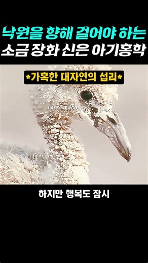 낙원을 향해 걸어야하는 소금 장화 신은 아기 홍학