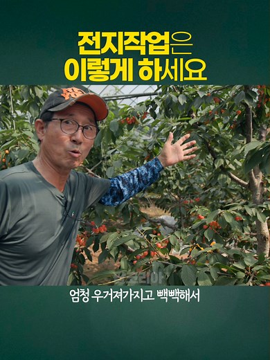 체리나무 전지작업 쉽게 하는 방법