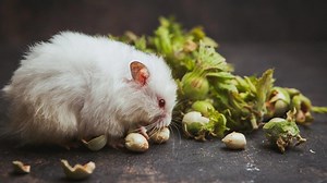 Rat Snacking: What Is This New Food Trend All About?
