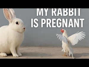 “OMG! My Rabbit Is PREGNANT 😱🐰 | You Won’t Believe The Signs!”