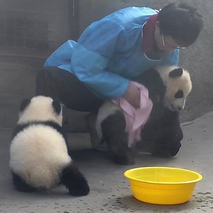 16M views · 147K reactions | Nanny, how can you use the same towel to wipe my face after wiping my feet? #HiPanda #PandaTime #BestJobInTheWorld | iPanda | Facebook