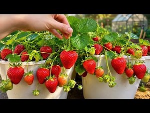 How to Grow Strawberries from Seeds: 100% Success Method