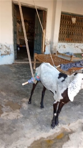 Paralyzed Goat Treatment Technique | Easy Recovery Method""Goat Paralysis Cure