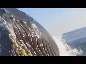 2022 recap: A look at the wildest, weirdest, most viral stories