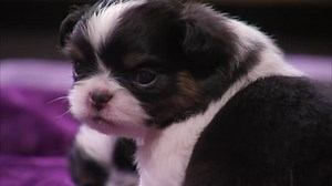 Too Cute! S04:E08 - Supersized Pups