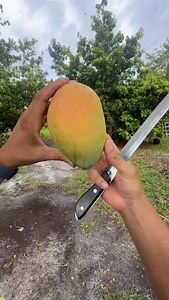 Golden glow, velvet bite, vanilla-pineapple drip—meet the Karen Michelle mango. These one-pound gems ripen early summer on a compact, disease-smart tree that laughs at Florida humidity. Taste sunshine straight from the branch! 🌞🥭 #KarenMichelle #TropicalMango | Zill High Performance Plants