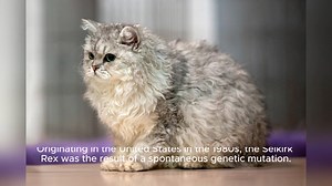 Selkirk Rex