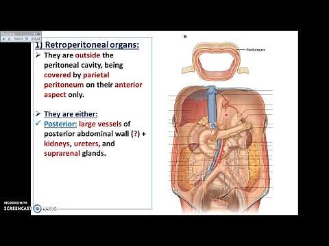 Overview of Abdomen (9) - The Retro-peritoneal organs - Dr. Ahmed Farid