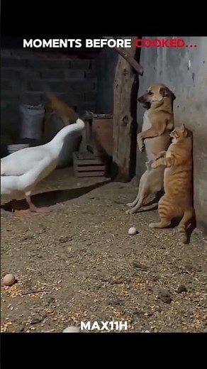 MOMENTS BEFORE COOKED💀...#shorts #edit #trollface #viral