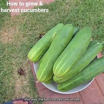 How to grow & harvest cucumbers/ Grow your own cucumbers easily at home