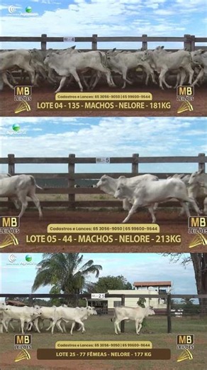 Lotes 04, 05 e 25 - 552° Leilão Virtual