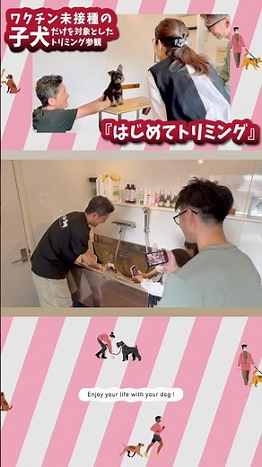 【はじめてトリミング】子犬の初トリミングは社会化期がすべて