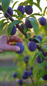 Cómo plantar un hueso de ciruela y hacer crecer un ciruelo en casa paso a paso | Recettas y trucos para la casa