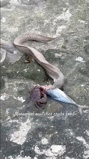Moray Eel Snatches Mackerel from Crab – Ocean Showdown! 🐍🦀 #MorayEel #CrabVsEel #OceanShowdown l
