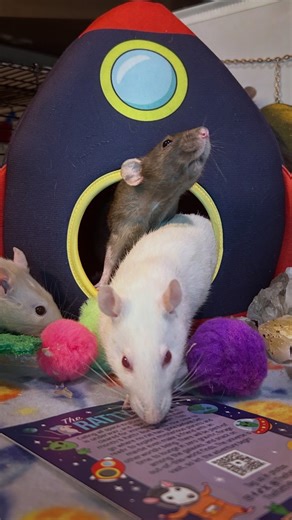 The Spice Rack on Instagram: "💫 Space Girls 👩‍🚀🚀 ✨ Send your ratstronauts on their very own intergalactic adventure and get them @therattybox today! ✨ ID: pictures of the Spice Rack Rats exploring their newest Ratty Box delivery and testing out their out of this world rat cage set up! Socials and Etsy in our linktree 🐀🌶️ The Spice Rack has some cool pawtners: @ratten_scharfinesse 🐕 @sweetratsofmine 🍭 @the_grumpy_rat 👾 @_pami