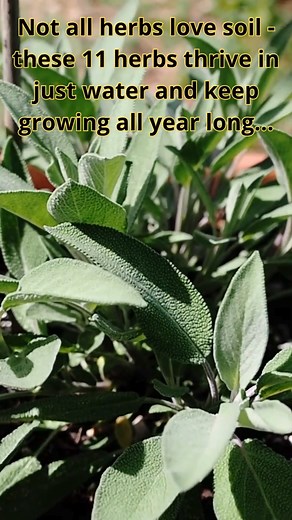 11 Herbs That Thrive in Water – No Soil Needed Did you know that some of your favorite kitchen herbs can grow perfectly well without soil? Certain herbs naturally adapt to hydroponic environments — meaning they can flourish in nothing but water. With just a jar, some sunlight, and regular water changes, you can have a thriving indoor herb garden that lasts all year long. Why Grow Herbs in Water? Growing herbs in water is not just clean and convenient — it’s also space-saving and eco-friendly. Th