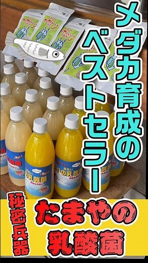 めだか飼育の新定番！たまやの乳酸菌！梅雨の時期のビタミン不足や針子の成長促進！（あかだまちゃんのお店で販売してマス）